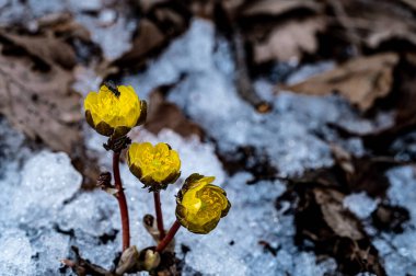 Jingyuetan Ulusal Orman Parkı 'nın erken bahar manzarası, Changchun, Çin