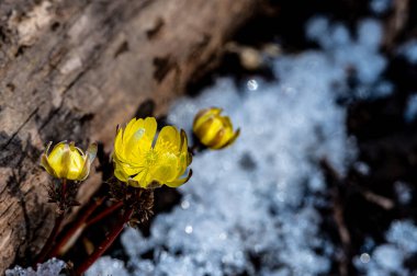 Jingyuetan Ulusal Orman Parkı 'nın erken bahar manzarası, Changchun, Çin
