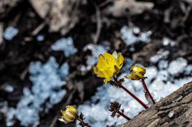 Jingyuetan Ulusal Orman Parkı 'nın erken bahar manzarası, Changchun, Çin