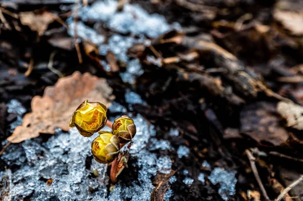 Gelo Ling Flores Início Primavera Paisagem Jingyuetan National Forest Park — Fotografia de Stock