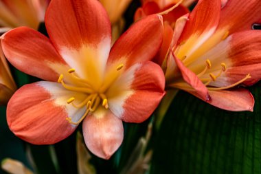 Çiçek açmış - Changchun, Çin 'de çekilmiş