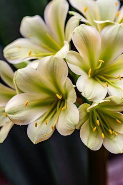 Çiçek açmış - Changchun, Çin 'de çekilmiş