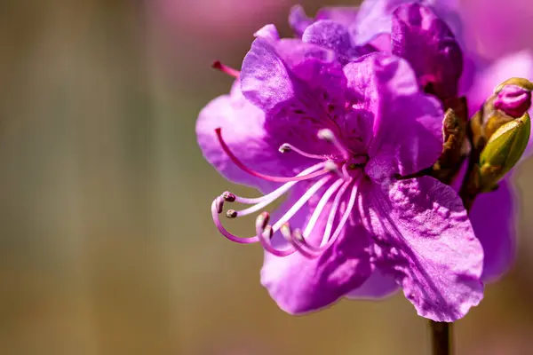 Blommande Azalea Fotograferad Changchun Kina — Stockfoto