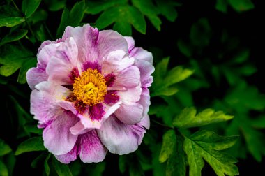 Çiçekli şakayık - Changchun, Çin 'de çekilmiş