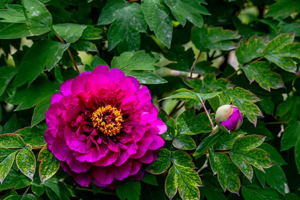 Blooming Peony Photographed Changchun China — Stock Photo, Image