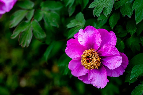 Blooming Peony Photographed Changchun China — Stock Photo, Image