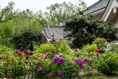 Changchun Şakayık Bahçesinde çiçek açan şakayık çiçekleri, Çin
