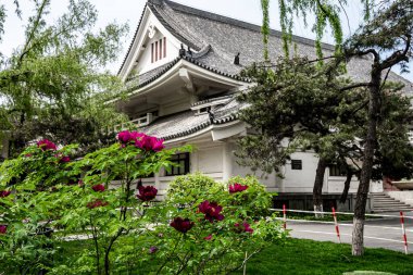 Changchun Şakayık Bahçesinde çiçek açan şakayık çiçekleri, Çin