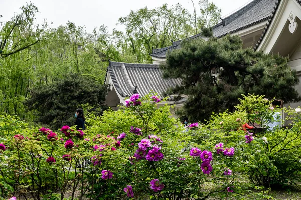 中国長春牡丹園に咲く牡丹の花 — ストック写真