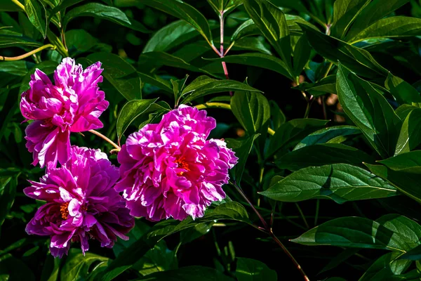 Blooming Peony Flowers Photographed Changchun China — 스톡 사진