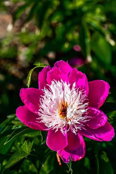 Blooming Peony Flowers Photographed Changchun China — Stock Photo, Image