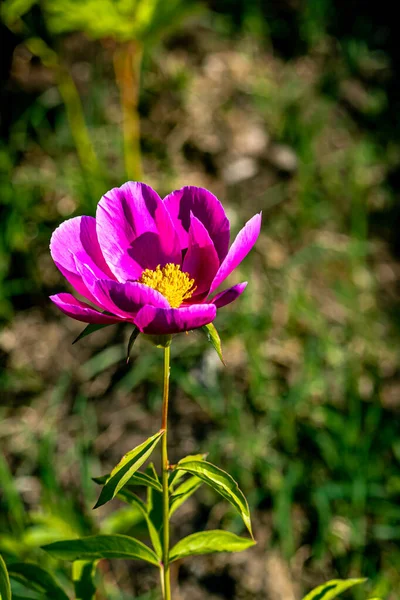 Blooming Peony Flowers Photographed Changchun China — Photo