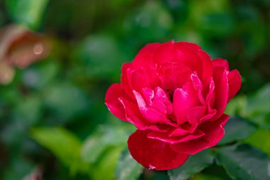 Çiçek açan güller - Changchun, Çin 'de fotoğraflandı