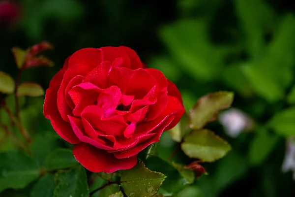 Blooming Roses Photographed Changchun China — Stock Photo, Image