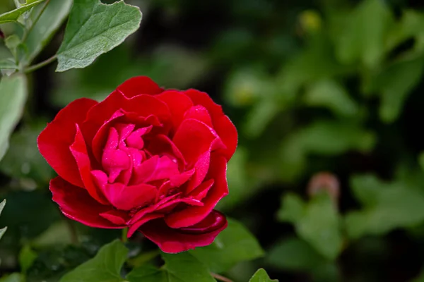 Blooming Roses Photographed Changchun China — Stock Photo, Image