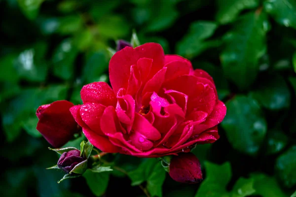 Rosas Florecientes Fotografiado Changchun China — Foto de Stock