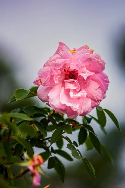 Blooming Rose Flower Photographed Changchun China — Stock Photo, Image