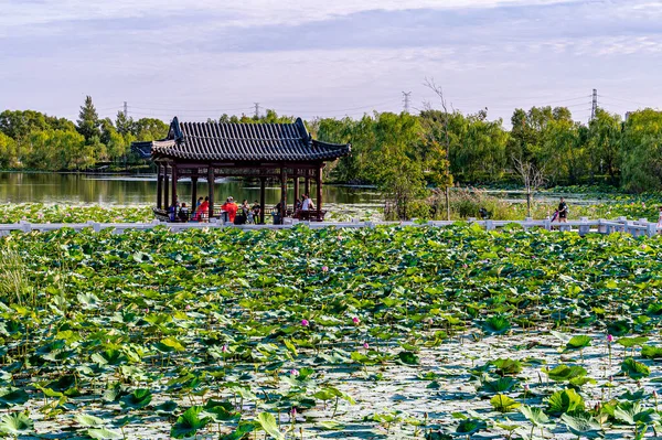 Táj North Lake National Wetland Park Changchun Kína Lótuszvirággal Teli — Stock Fotó