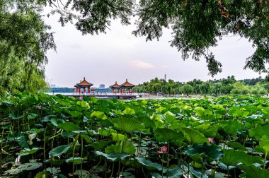 Changchun, Çin 'deki Kuzey Gölü Ulusal Wetland Parkı manzarası.