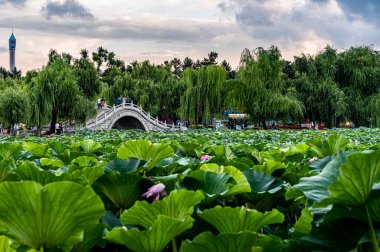 Changchun, Çin 'deki Kuzey Gölü Ulusal Wetland Parkı manzarası.