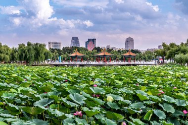 Changchun, Çin 'deki Kuzey Gölü Ulusal Wetland Parkı manzarası.