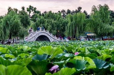 Changchun, Çin 'deki Kuzey Gölü Ulusal Wetland Parkı manzarası.