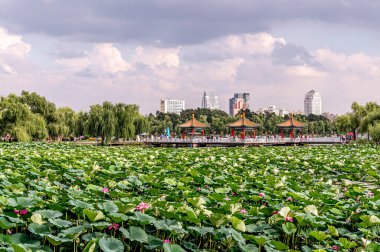 Changchun, Çin 'deki Kuzey Gölü Ulusal Wetland Parkı manzarası.