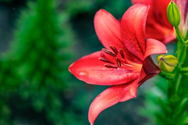 Blooming zambaklar - Changchun, Çin fotoğraflandı
