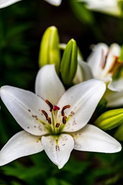 Blooming zambaklar - Changchun, Çin fotoğraflandı