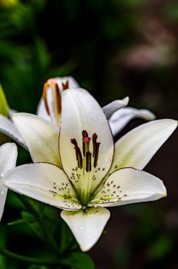 Blooming zambaklar - Changchun, Çin fotoğraflandı