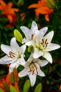 Blooming zambaklar - Changchun, Çin fotoğraflandı