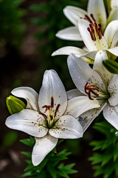 Blooming Lilies Photographed Changchun China — Stock Photo, Image