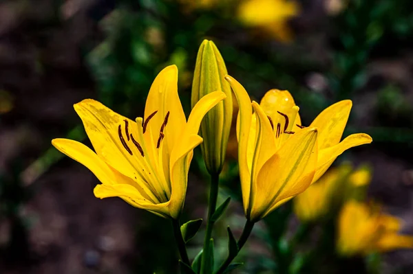 Blommande Liljor Fotograferad Changchun Kina — Stockfoto