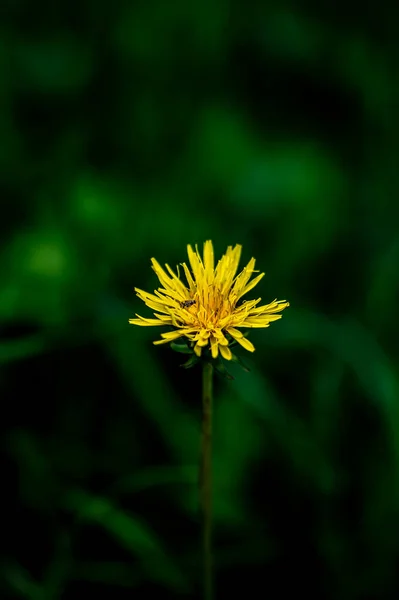 Blooming Dandelion Flower Photographed Changchun China — Stock Photo, Image