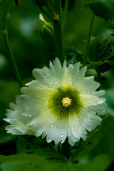 Blooming Hollyhock Photographed Changchun China — Stock Photo, Image