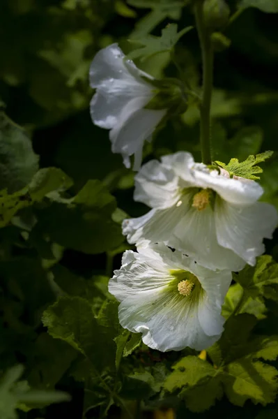 Blühender Hollyhock Fotografiert Changchun China — Stockfoto