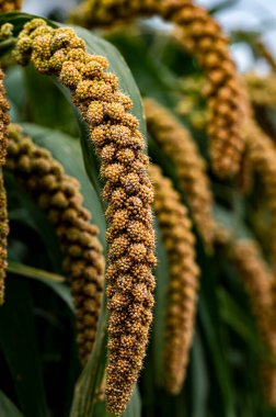 20. Çin 'in Millet-Sergisi Changchun Uluslararası Tarım ve Gıda Fuarı