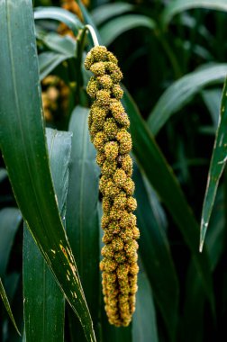 20. Çin 'in Millet-Sergisi Changchun Uluslararası Tarım ve Gıda Fuarı