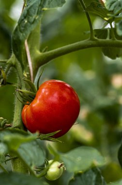 20. Çin Domates Sergisi Changchun Uluslararası Tarım ve Gıda Fuarı