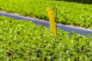 20. Çin 'in Marul Sergisi Changchun Uluslararası Tarım ve Gıda Fuarı