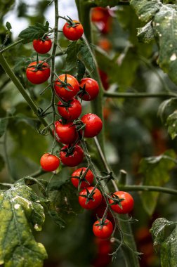 20. Çin Domates Sergisi Changchun Uluslararası Tarım ve Gıda Fuarı