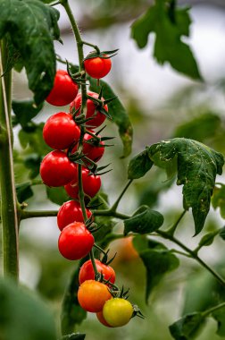 20. Çin Domates Sergisi Changchun Uluslararası Tarım ve Gıda Fuarı