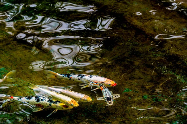 Koi Mostre Del China Changchun International Agriculture Food Expo — Foto Stock