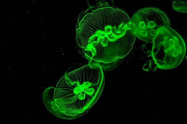 Jellyfish Kiállítások Kínai Changchun Nemzetközi Mezőgazdasági Élelmiszer Expo — Stock Fotó