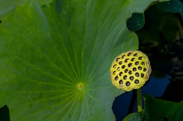 Loto Fruta Otoño — Foto de Stock