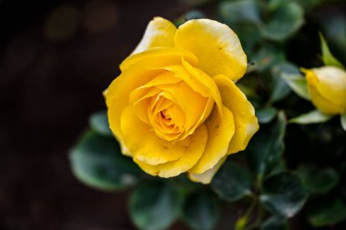 Changchun, Çin. İlkbaharda açan güller