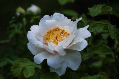 İlkbaharda açan şakayıklar