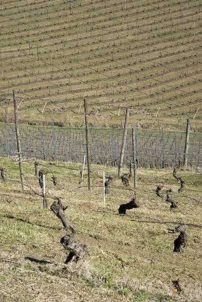 Wijngaarden van de heuvels van Langhe, Italië — Stockfoto