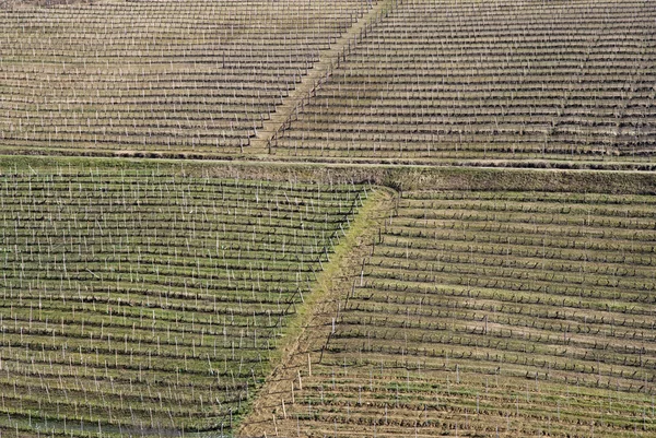 Üzüm bağları Langhe Hills, İtalya — Stok fotoğraf