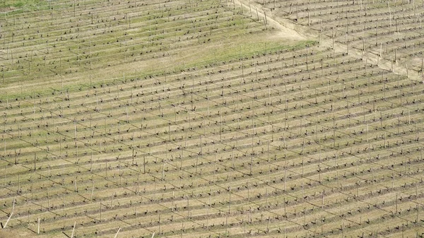 Αμπελώνες των λόφων του Langhe, Ιταλία — Φωτογραφία Αρχείου